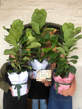 Plant mumma bundle
